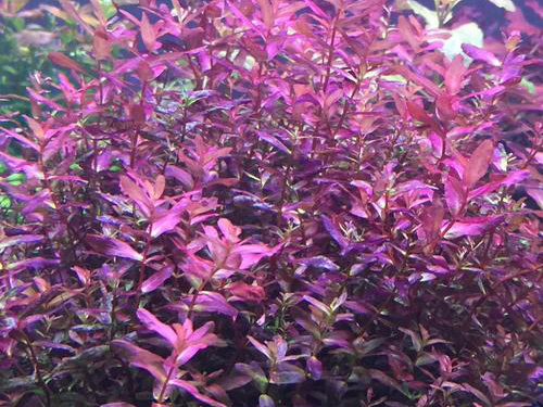 紫红小圆叶